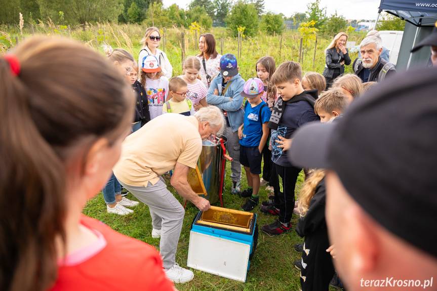 Miejskie miodobranie przy Wisłoku w Krośnie
