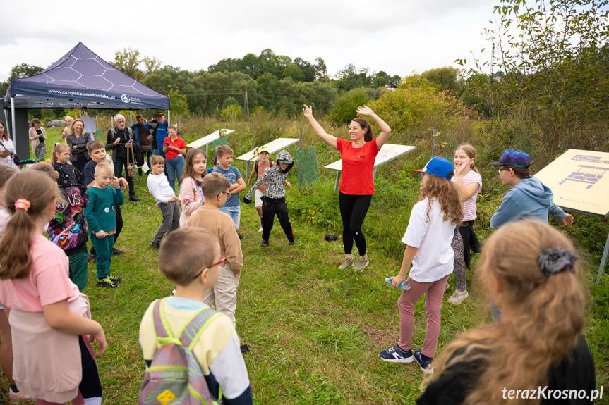Miejskie miodobranie przy Wisłoku w Krośnie