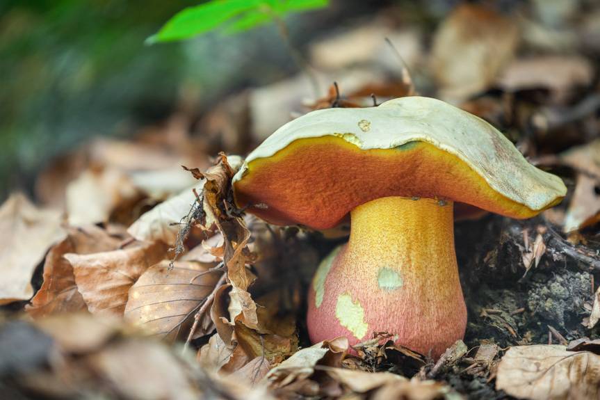 Śmiertelnie trujące grzyby - jakich gatunków unikać na grzybobraniu?