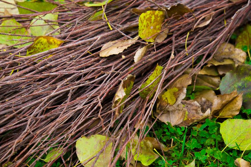 Zbierasz drewno na opał w lesie? Sprawdź, czy nie popełniasz wykroczenia