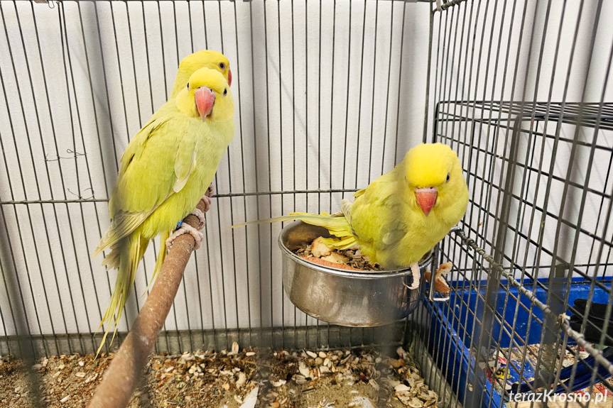 Wystawa kanarków i ptaków egzotycznych w Korczynie