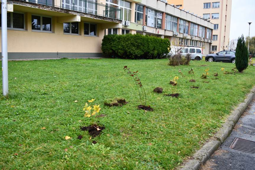 Powiat Krośnieński ponownie sadzi drzewa miododajne