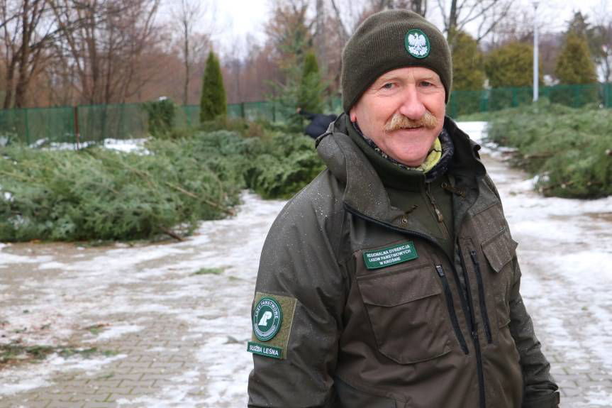 Kup naturalną choinkę z lasu