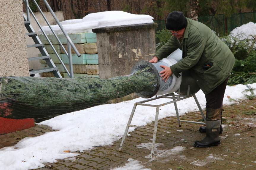 Kup naturalną choinkę z lasu