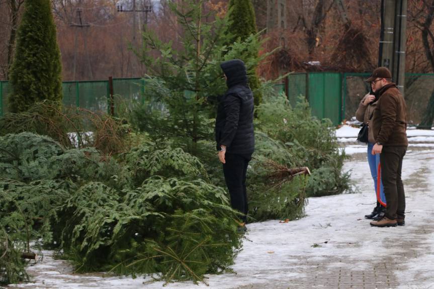 Kup naturalną choinkę z lasu