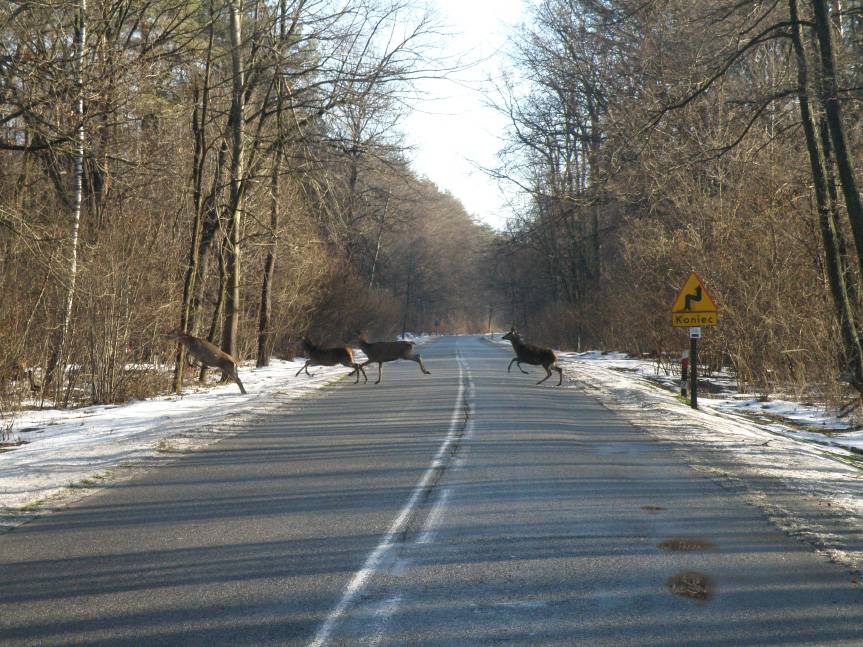 Jesień i zima sprzyja wypadkom z udziałem dzikich zwierząt!