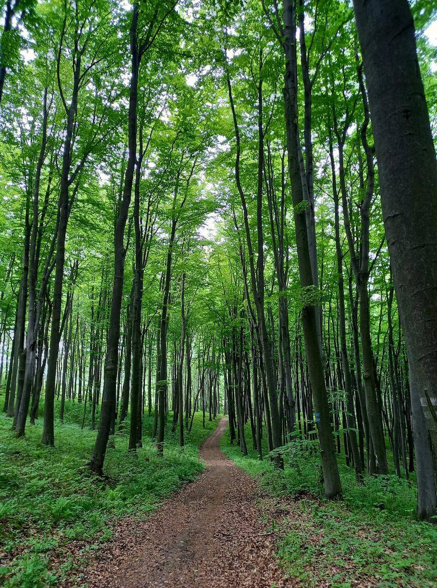 Kiedy Lasy Państwowe mają prawo pierwokupu?