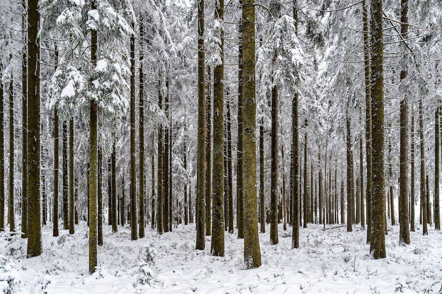 Ograniczą wycinkę lasów w powiecie krośnieńskim