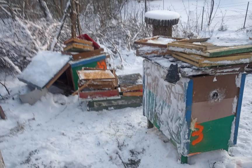 Niedźwiedź powrócił! Zniszczył ule