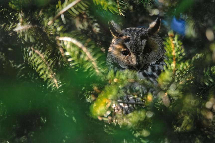 Leśne Fotografie 2023. Znamy laureatów konkursu