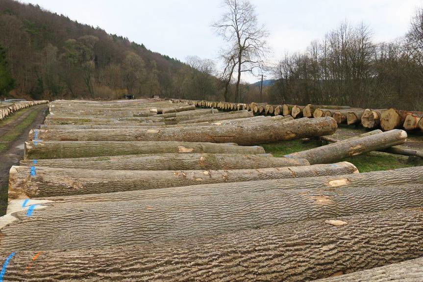 Udana submisja w RDLP w Krośnie