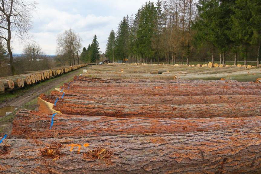 Udana submisja w RDLP w Krośnie