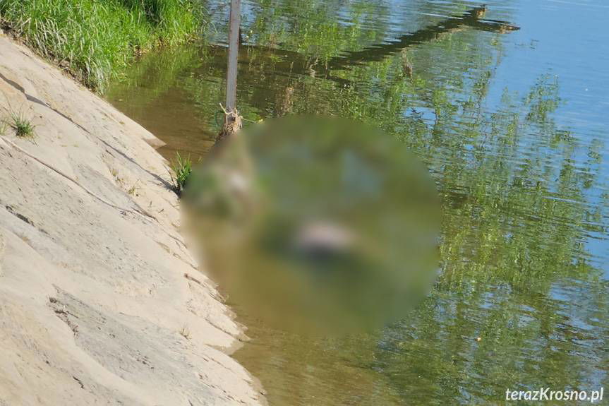 Jedlicze. Ciało w Jasiołce