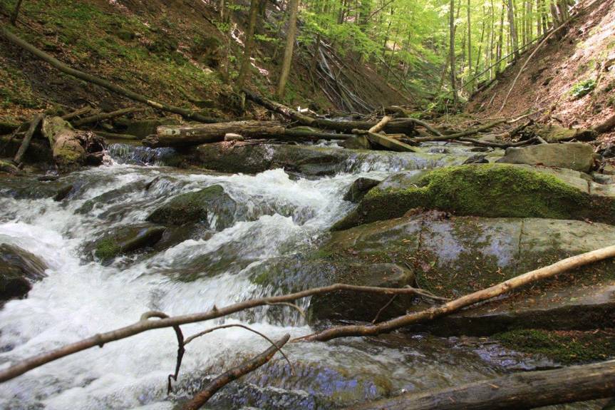 100 rezerwatów na 100-lecie Lasów Państwowych