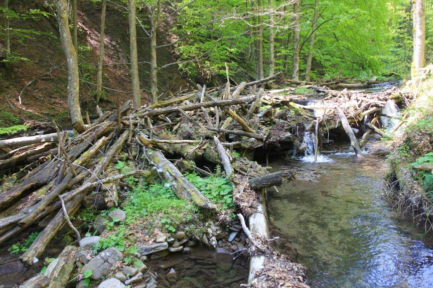100 rezerwatów na 100-lecie Lasów Państwowych