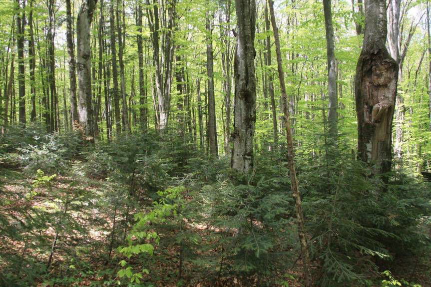 100 rezerwatów na 100-lecie Lasów Państwowych