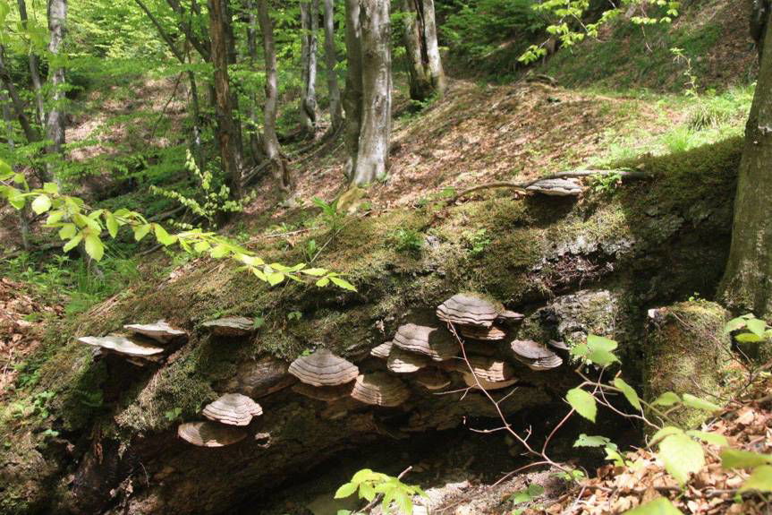 100 rezerwatów na 100-lecie Lasów Państwowych