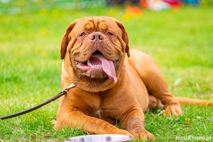 Podkarpackie Wystawy Psów Rasowych już w ten weekend