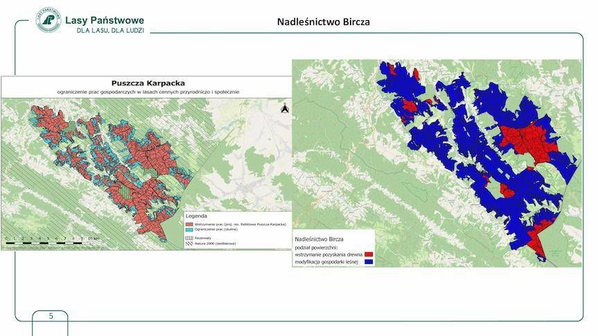 Spór o wycinkę lasów. Jakie są wyniki konsultacji?