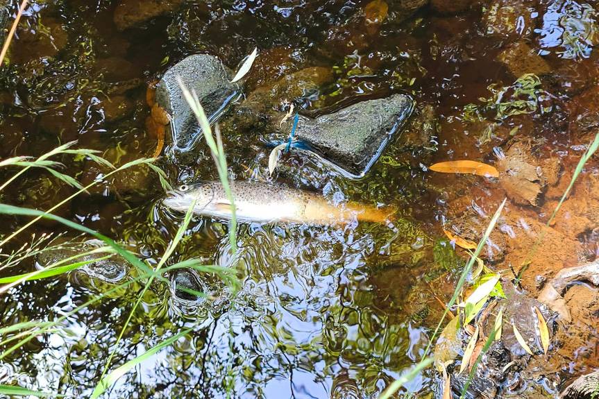 Śnięte ryby i alarmowy poziom amoniaku. Akcja gaśnicza w Merkury Market 
