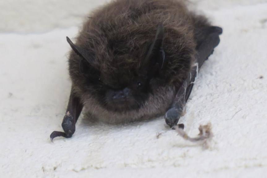 Nocki "nocują" w Krośnie