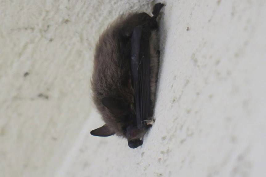 Nocki "nocują" w Krośnie