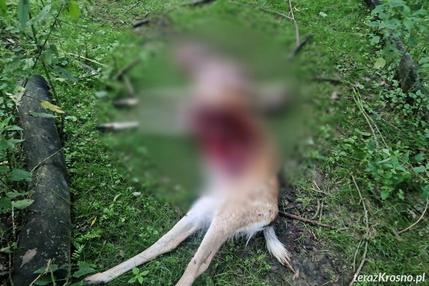 Kolejny atak wilków w gminie Korczyna