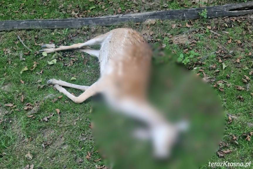 Kolejny atak wilków w gminie Korczyna