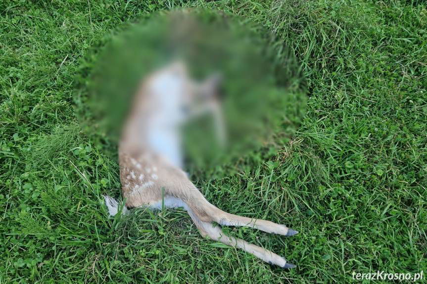 Kolejny atak wilków w gminie Korczyna