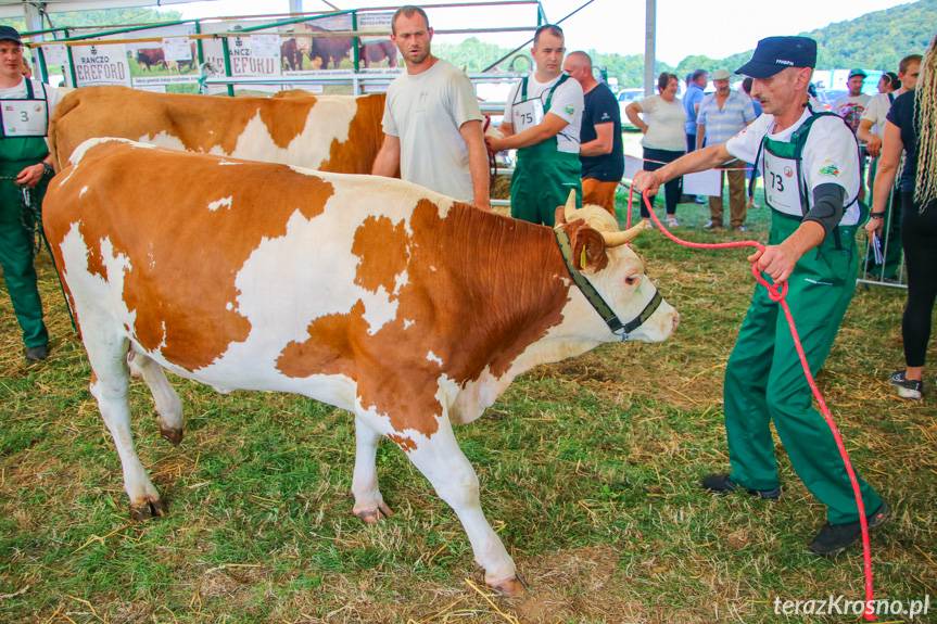 Pożegnanie Wakacji w Rudawce Rymanowskiej. Święto hodowców bydła simentalskiego i koni huculskich [ZDJĘCIA]
