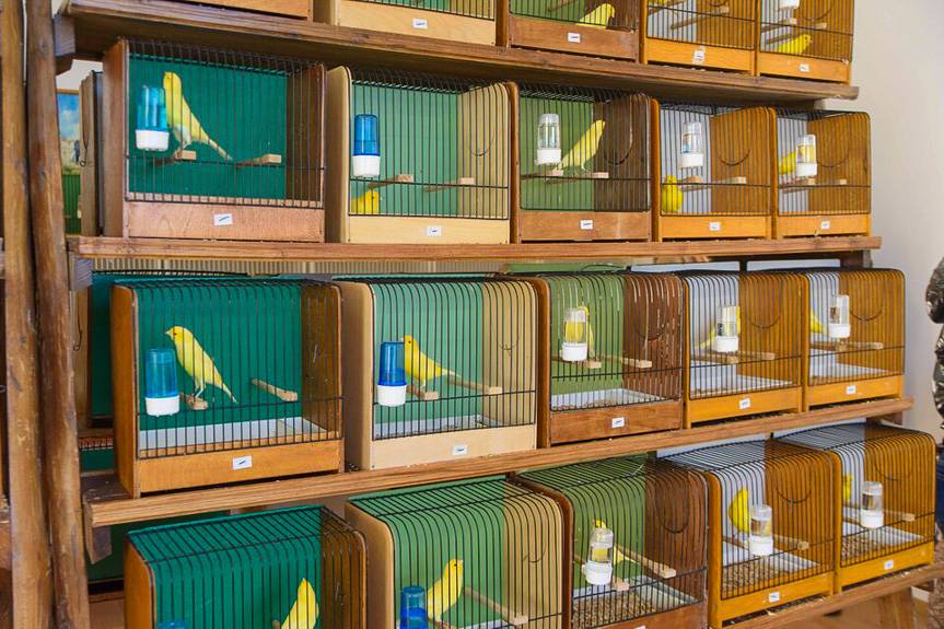 Wystawa kanarków i ptaków egzotycznych w Korczynie
