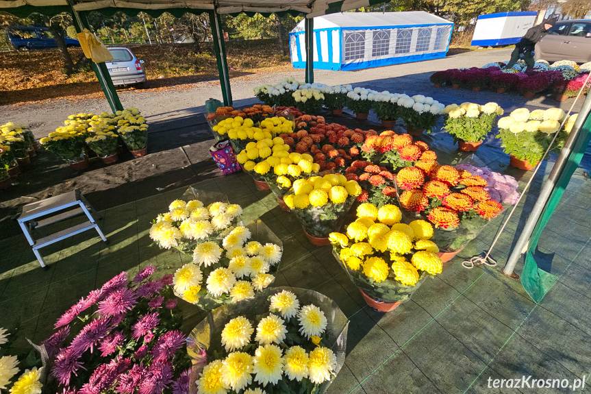 Jakie ceny zniczy i chryzantem w Krośnie w tym roku?