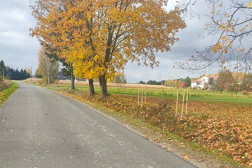 Dla pszczół i ekosystemu. Powiat Krośnieński sadzi drzewa miododajne