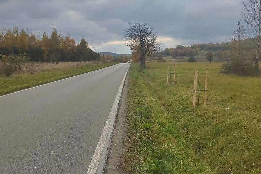 Dla pszczół i ekosystemu. Powiat Krośnieński sadzi drzewa miododajne