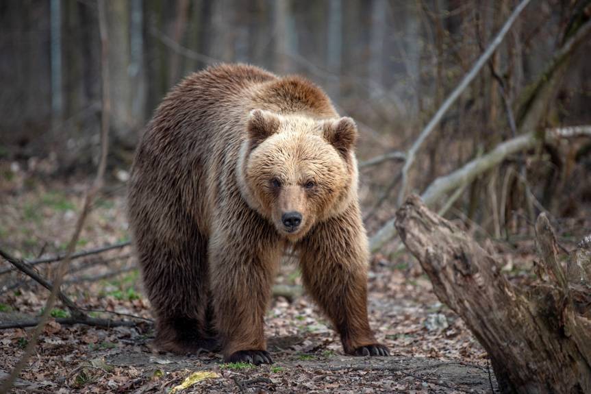 Niedźwiedzica z młodym pojawiła się w okolicach Dukli