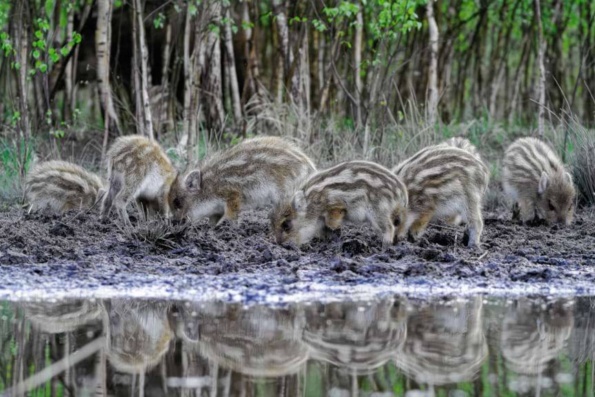 Konkurs Leśne Fotografie. Na laureatów czekają nagrody