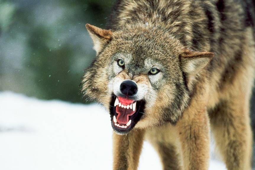 Wilki na terenie gminy Krościenko Wyżne