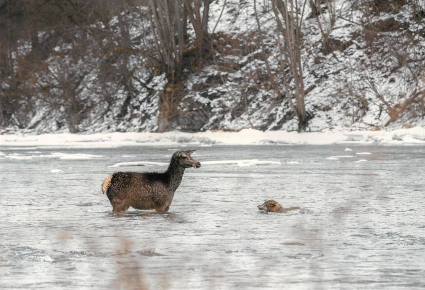 Rzeka przeznaczenia. Znamy zwycięskie zdjęcie w konkursie Leśne Fotografie 2024