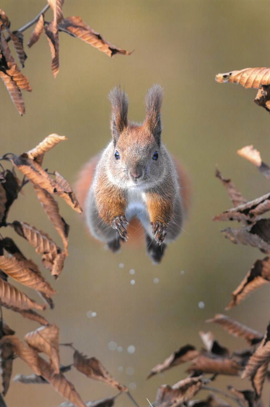 Rzeka przeznaczenia. Znamy zwycięskie zdjęcie w konkursie Leśne Fotografie 2024