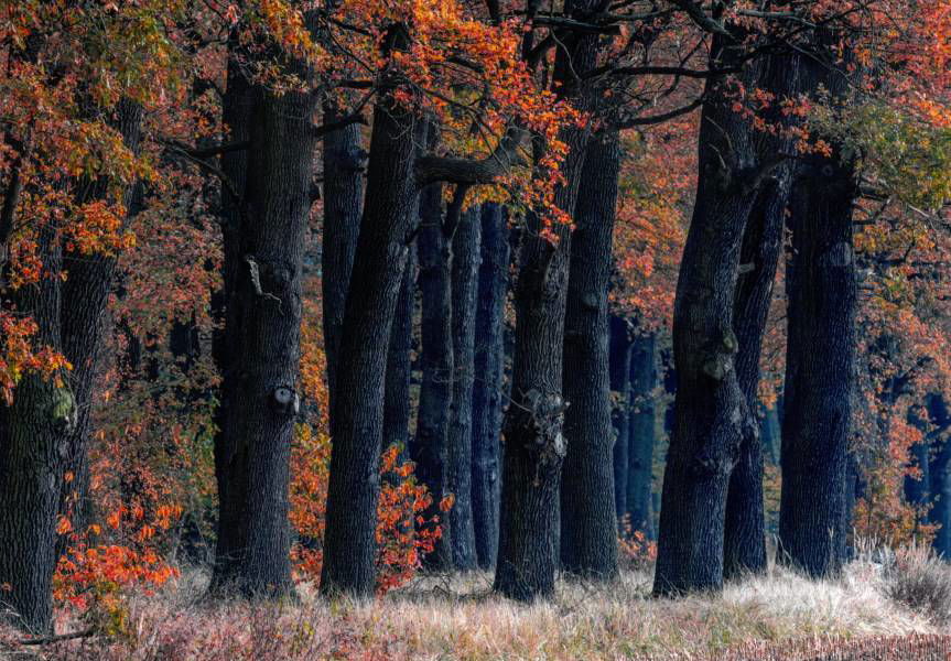 Rzeka przeznaczenia. Znamy zwycięskie zdjęcie w konkursie Leśne Fotografie 2024