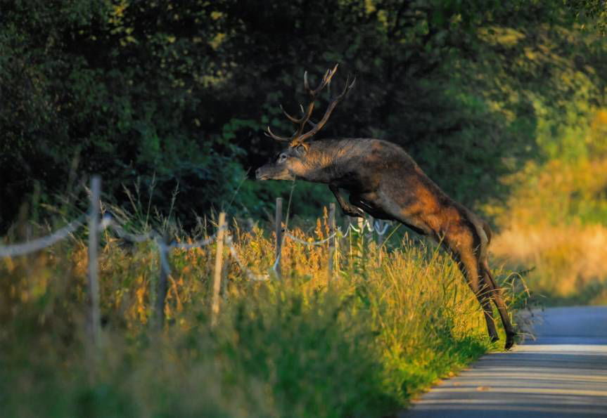Rzeka przeznaczenia. Znamy zwycięskie zdjęcie w konkursie Leśne Fotografie 2024