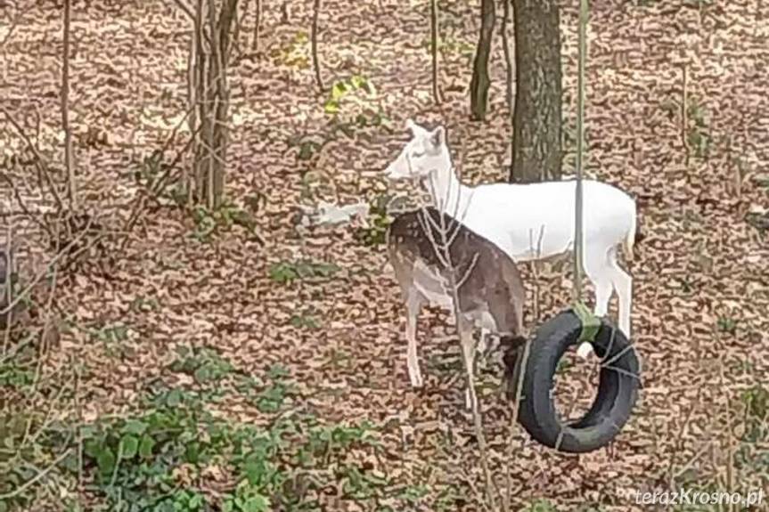 Niezwykły gość w Jaszczwi