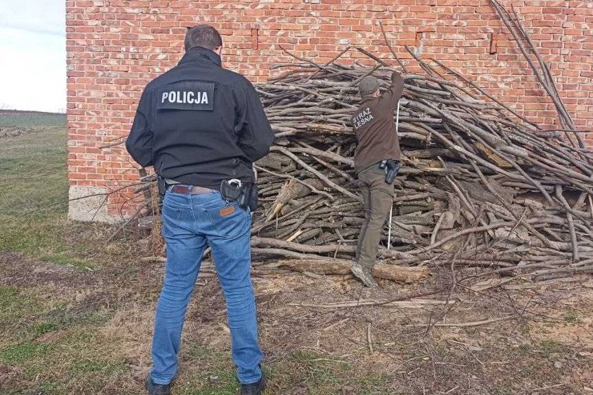 Odpowiedzą za nielegalny wyręb i kradzież drewna z lasu