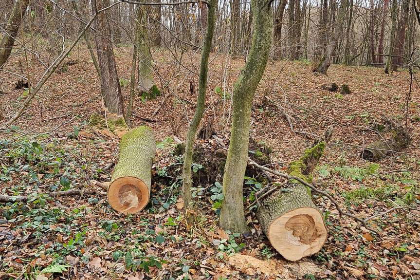 Kradli drewno z lasów państwowych i gminnych. Grozi im 5 lat