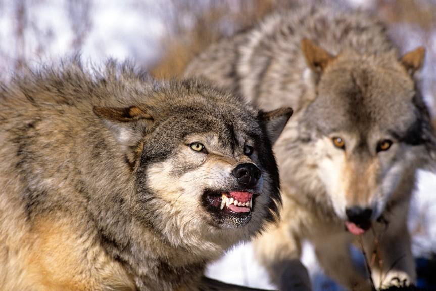 Gmina ostrzega przed wilkami