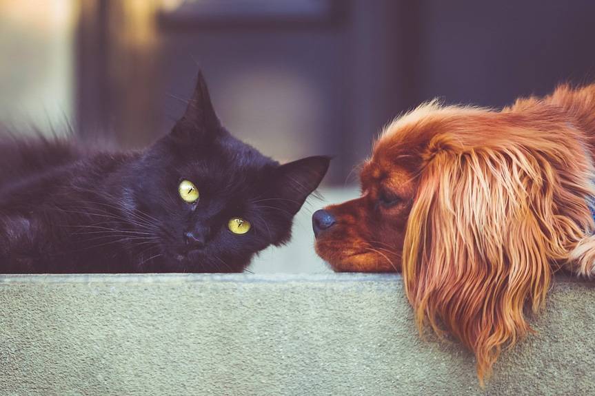 Zadbaj o swojego pupila - rusza akcja sterylizacji i znakowania zwierząt w Krośnie