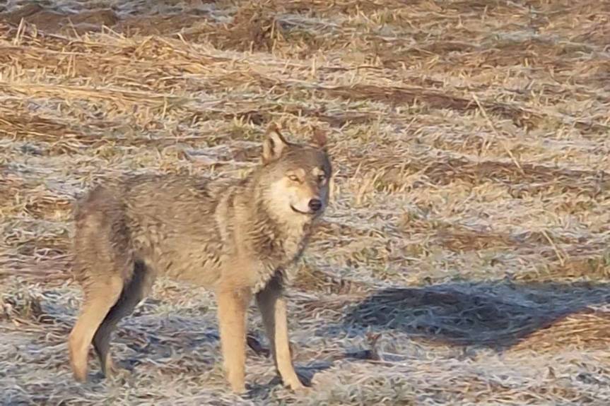 Wilk przy DK19 w Iskrzyni. W biały dzień