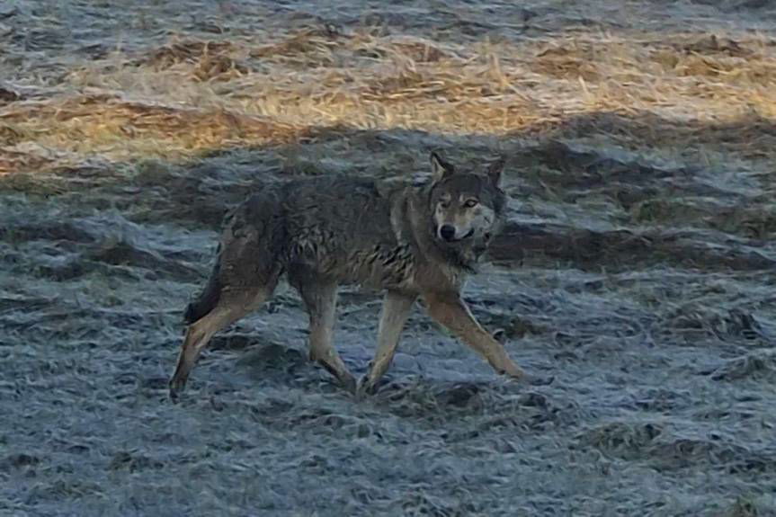 Wilk przy DK19 w Iskrzyni. W biały dzień