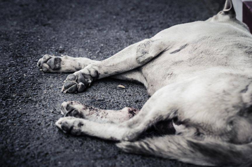 Brutalne zabicie psa na oczach dzieci. 44-latek usłyszał zarzuty