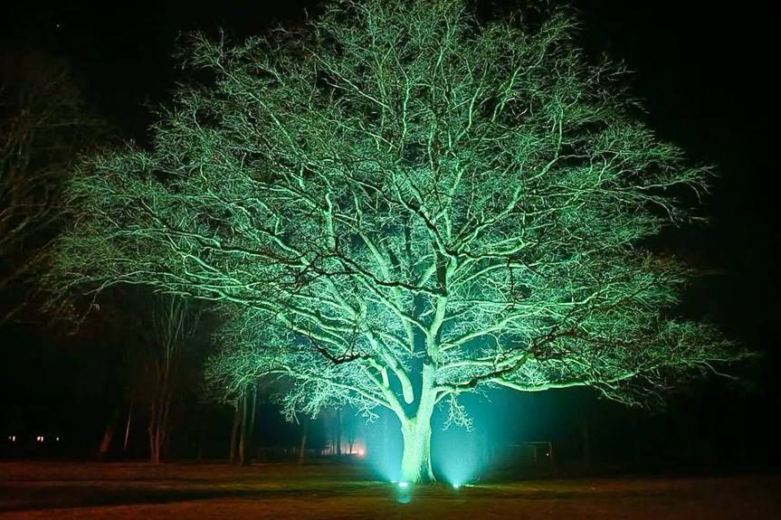 Dąb szypułkowy w Lubatówce oświetlony